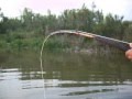 catfish fishing silurus glanis aksios river γουλιανος