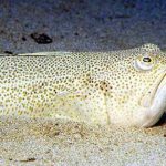 Δράκαινα, το δηλητηριώδες ψάρι της άμμου