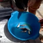 Κατασκευή δολώματος για Ψάρεμα απίκο ή πεταχτάρι