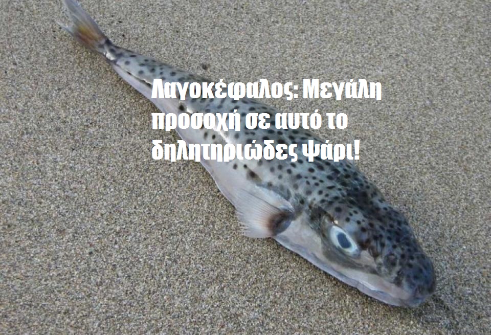Λαγοκέφαλος: Μεγάλη προσοχή σε αυτό το δηλητηριώδες ψάρι!
