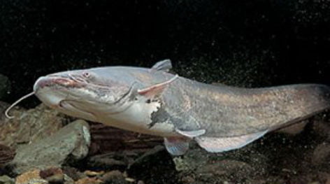 Κοζάνη: Έπιασαν γιγαντιαίο ψάρι βάρους 167 κιλών