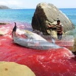 Φάλαινες-ζιφιοί εκβράστηκαν στη ΝΑ Κρήτη – Πιθανότατα θύματα…
