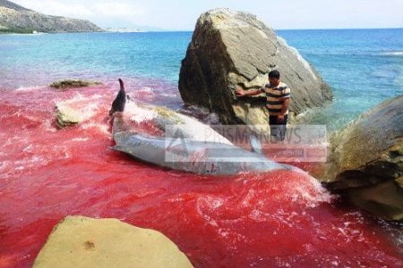 Φάλαινες-ζιφιοί εκβράστηκαν στη ΝΑ Κρήτη – Πιθανότατα θύματα…