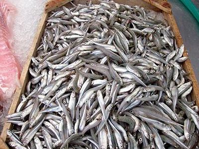 Καβάλα: Έκλεψαν 70 κιλά… ψάρια