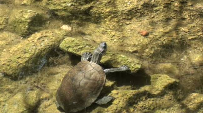 Μια μικρή χελώνα του γλυκού νερού διασχίζει το Αιγαίο
