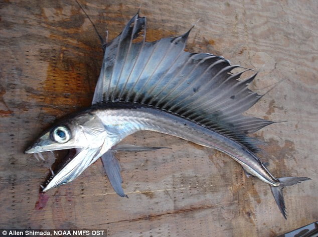 ΗΠΑ- Ψάρι κανίβαλος εξαφανίζει το θήραμα του σε δευτερόλεπτα