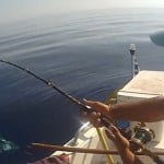 Tuna vs Antares