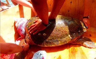 Κεφαλονιά: Θαλάσσια χελώνα μπλέχτηκε στα δίχτυα ψαράδων
