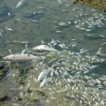 Νεκρά ψάρια στην λίμνη των Ιωαννίνων