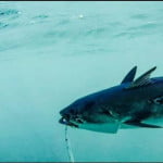 Sotos Fishing- Ψάρεμα με εργαλεία κάτω απο τα όρια