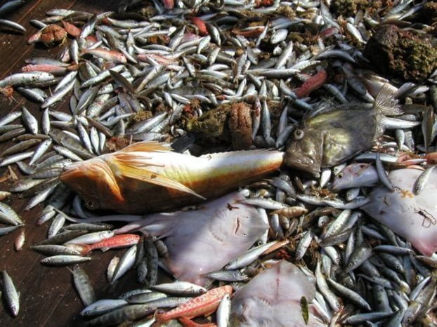 Γιατί χάνονται τα ψάρια στη Μεσόγειο
