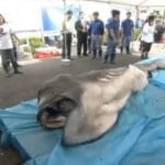 Σπάνιος μεγαλόστομος (και πλαδαρός) καρχαρίας στην Ιαπωνία