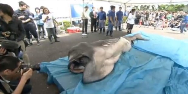 Σπάνιος μεγαλόστομος (και πλαδαρός) καρχαρίας στην Ιαπωνία