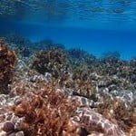 Αν η θάλασσα ήταν κράτος, θα μετείχε στο… G7