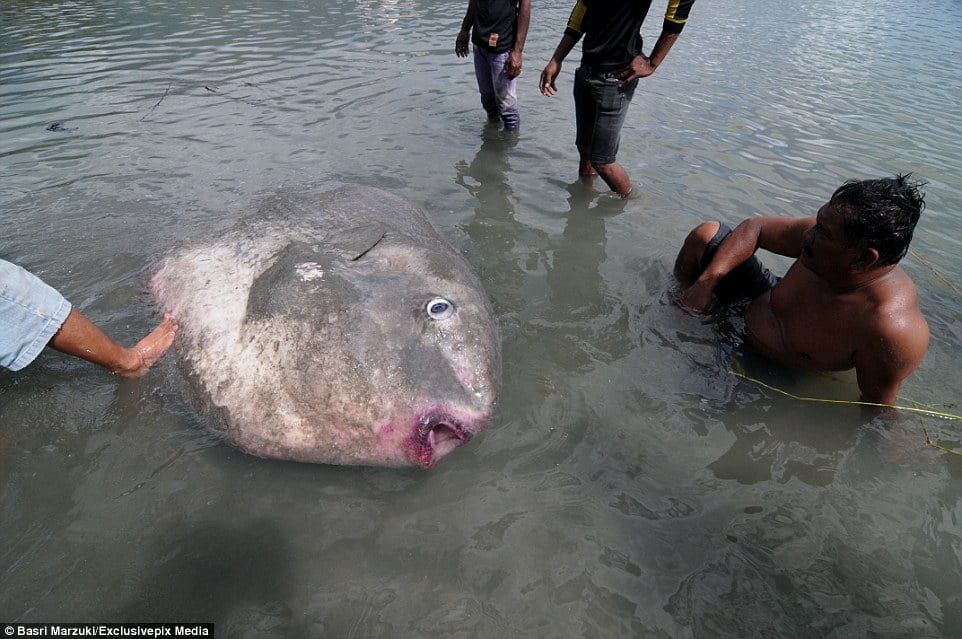 Πήγε για ψάρεμα και έπιασε ένα θαλάσσιο τέρας βάρους 1,5 τόνου και μήκους
