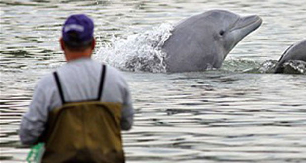 Δελφίνια βοηθούν ψαράδες να πιάσουν ψάρια