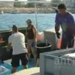 Σε απόγνωση ψαράδες εξαιτίας δελφινιών