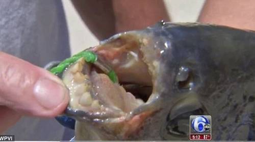 Ψαράδες έπιασαν σπάνιο ψάρι με ανθρώπινα δόντια