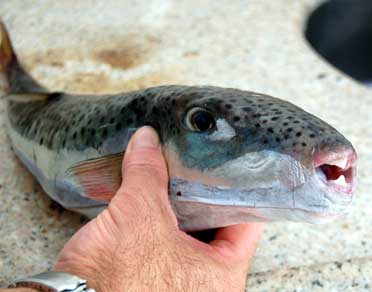 Αναζητείται λύση για την απειλή του λαγοκέφαλου στην αλιεία