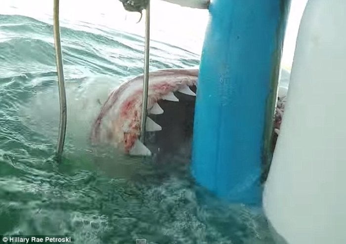 Καρχαρίας προσπαθεί να “φάει” δύτη