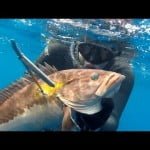 Freeze…Put your “flaps” in the air… (spearfishing – Pescasub – Ψαροντούφεκο)