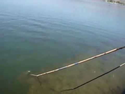 AITOLIKO TV – Αιτωλικό – ψάρεμα με Καμάκι, στα γεφύρια