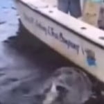 Ψάρευε αμέριμνος μέχρι που ένας αλιγάτορας του «έκλεψε»…την ψαριά