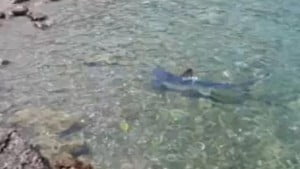 Πανικό προκαλεί καρχαρίας σε παραλία της Κορίνθου Πανικό προκαλεί καρχαρίας σε παραλία της Κορίνθου