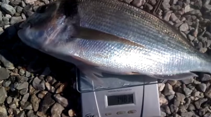 Ψάρεμα τσιπούρας στήν Ελευσίνα.. 1,482 kg