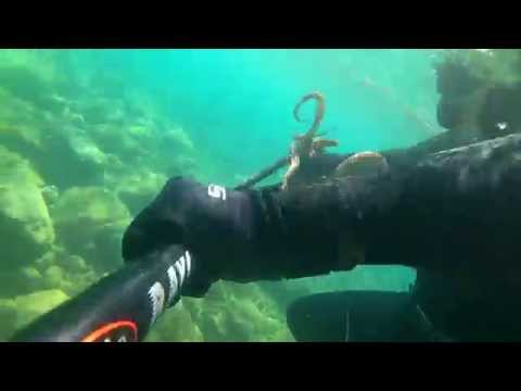 Ψαροντούφεκο χταπόδι 2015-octopus in Greece 2015