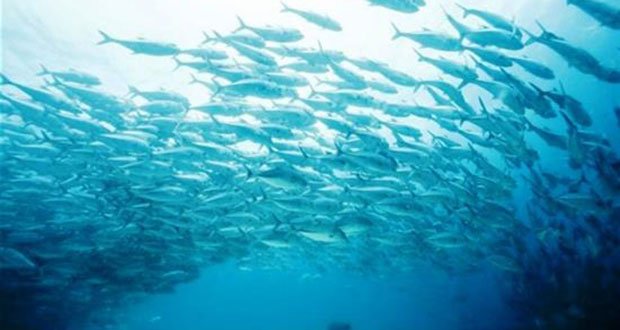 Η προμήθεια θαλασσινών μεταβάλλεται από την κλιματική αλλαγή