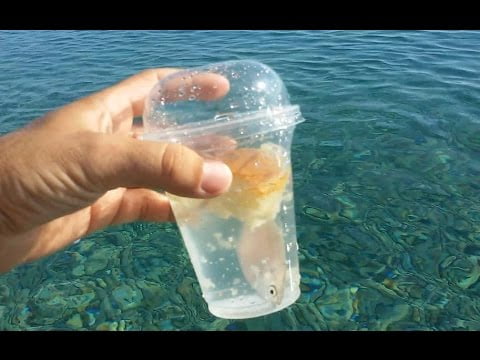 Ψάρεμα με ποτήρι του Καφέ - Fishing with glass of coffee
