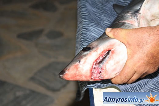 Nεαρός καρχαρίας πιάστηκε στα δίχτυα ψαρά στον Παγασητικό