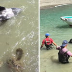 Δελφίνι πέφτει στα βράχια για να γλιτώσει από τους διώκτες του