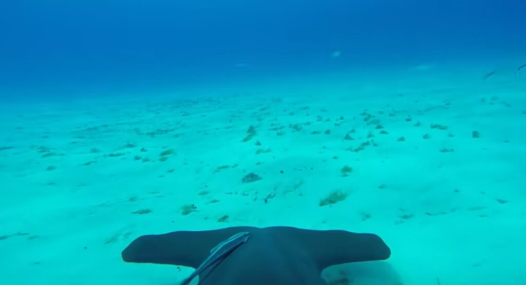 Καρχαρίας… με κάμερα Goprο