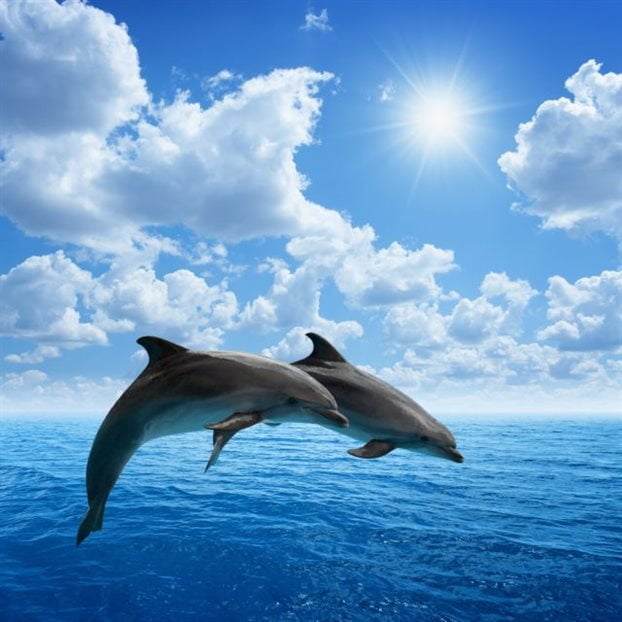 Τι γνώμη έχετε για τα δελφίνια;