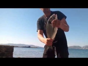 Ψάρεμα τσιπούρας 1,482 kg με τεχνική surfcasting. Ψάρεμα τσιπούρας 1,482 kg με τεχνική surfcasting.
