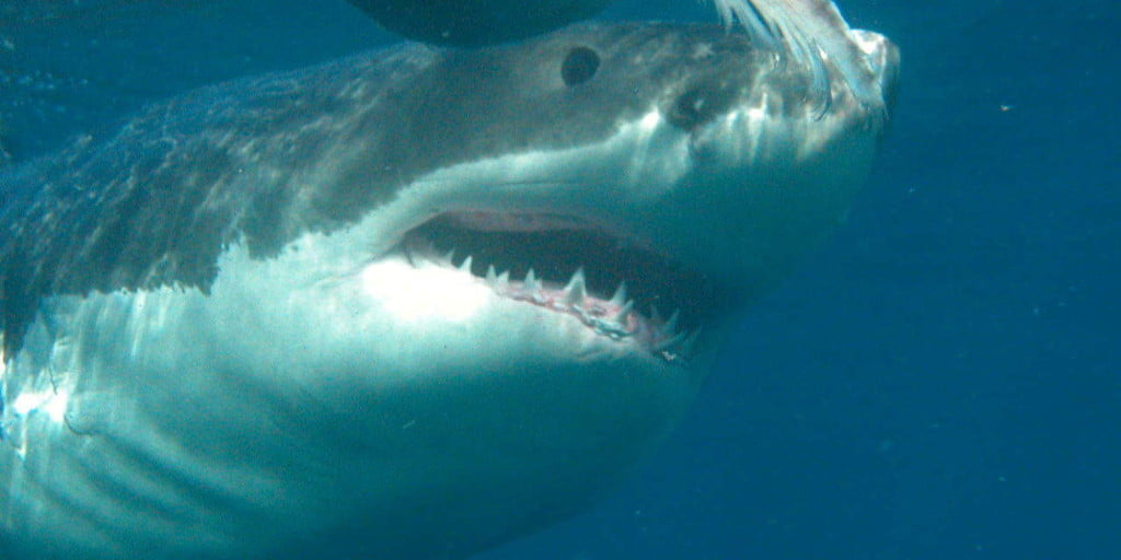 Χωρίς έλεος: Λευκός καρχαρίας καταβροχθίζει φώκια