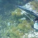 Καρτέρι-Ψαροντούφεκο στα ρηχά! / Shallow water spearfishing 0,50μ εώς 3,00μ(Νο2)