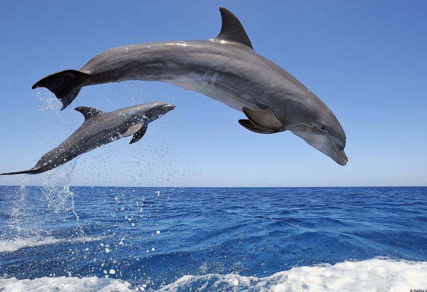 Μια κίνηση-σταθμός για την προστασία των δελφινιών στον Βισκαϊκό Κόλπο