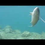 ΜΑΓΙΑΤΙΚΑ-ΜΑΝΑΛΙΑ-ΨΑΡΟΝΤΟΥΦΕΚΟ ΡΗΧΑ ΕΩΣ 3 ΜΕΤΡΑ-spearfishing