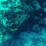 Ψαροτούφεκο: στήρα ροφός – Spearfishing