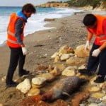 Σάμος: Μεσογειακή φώκια νεκρή από ψάρεμα με δυναμίτη στη θάλασσα