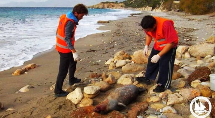 Σάμος: Μεσογειακή φώκια νεκρή από ψάρεμα με δυναμίτη στη θάλασσα