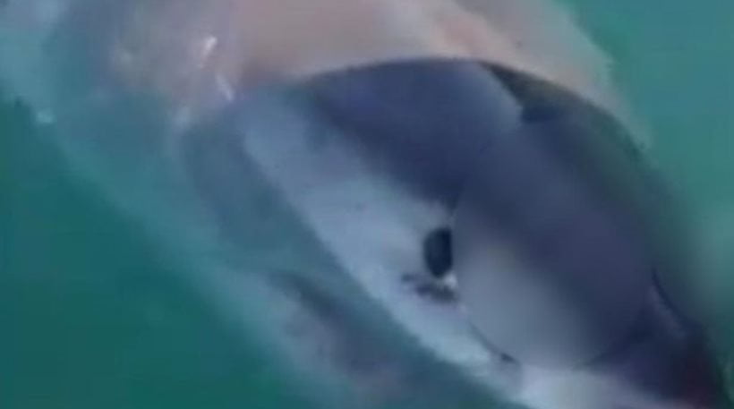 Μεγάλος λευκός καρχαρίας επιτίθεται και δαγκώνει σκάφος