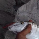 “Μύρισε” …Surf Casting