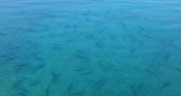 Κρήτη: Επιδρομή… λαγοκέφαλων στο λιμάνι! (Βίντεο)