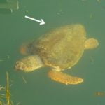 Κι άλλη χελώνα πιασμένη σε αγκίστρι και πετονιά στο Αργοστόλι