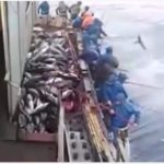 Ταχύτατο, το ψάρεμα τόνου στην Ιαπωνία