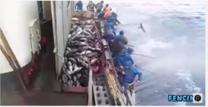 Ταχύτατο, το ψάρεμα τόνου στην Ιαπωνία Ταχύτατο, το ψάρεμα τόνου στην Ιαπωνία